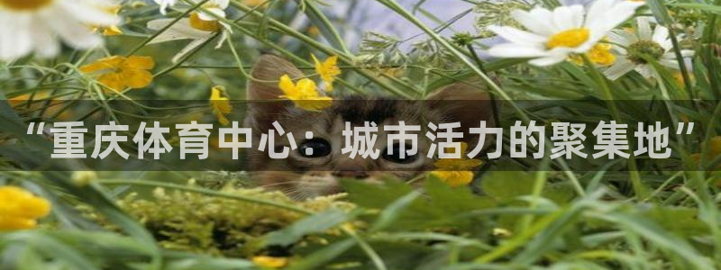 意昂体育3注册：“重庆体育中心：城市活力的聚集地”